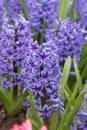 Common Hyacinth Hyacinthus Blue jacket, deep blue flower